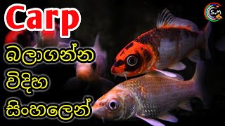 CARP fish CARE (Koi Carp) in Sinhala