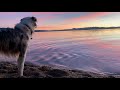 Exploring Love, Heartbreak, and Self-Reflection in Tahoe Dog Beach - A Poignant Musical Journey