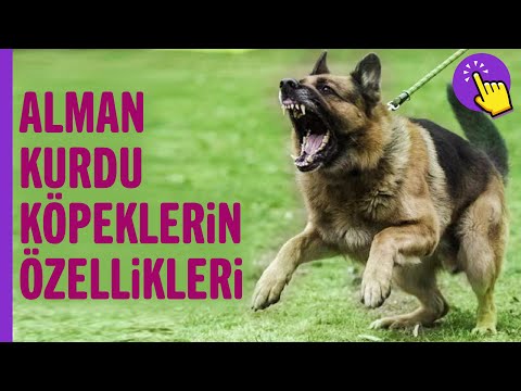 Alman Kurdu köpekler hakkında hiç duymadıklarınız! | Hayvanlar Alemi | Aklında olsun