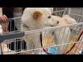 子犬を迎えたくて顔合わせしたら先住の柴犬が…