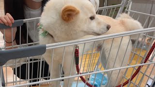 子犬を迎えたくて顔合わせしたら先住の柴犬が…
