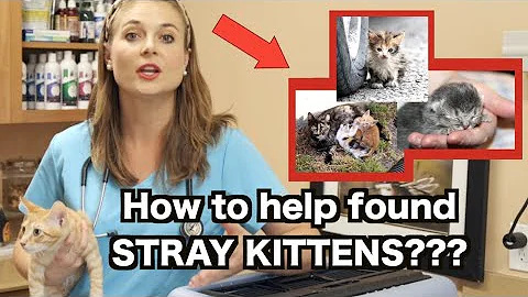 How to help FOUND STRAY KITTENS? | Veterinarian Explains