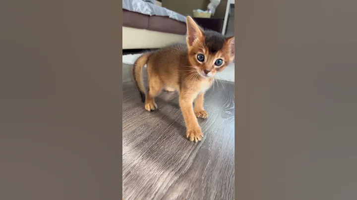 Watch the video about Little Tail Flicks Up Big Trouble#cat #catsoftiktok #catlover #funny #funnyvideos #foryou #fypage
