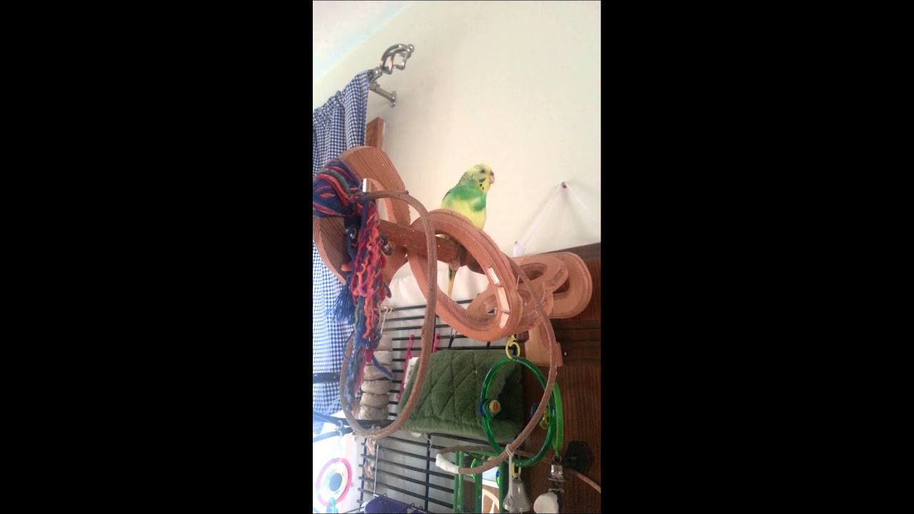 Bird regurgitating food YouTube