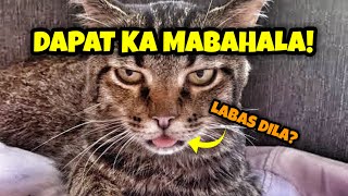 PUSA NA NILALABAS ANG DILA LALO NGAYONG TAGINIT DAPAT NGA BANG IKABAHALA?