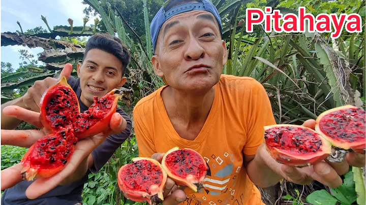 la pitahaya es la fruta ms medicinal del mundo