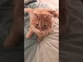 #funny #cat #remix #kitten