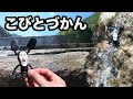 アラシクロバネを見つけた。【こびとづかん 】