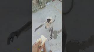 Cute Monkey 🐒 #shorts #viral #trending #ytshorts #cutebaby #monkey