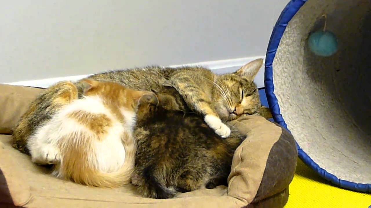 SARL foster litter 3, with mommy kitty mother cat nursing her