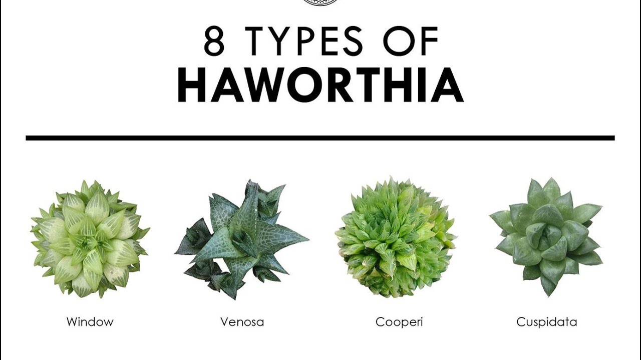 Top beautiful variegated agave, aloe & Haworthia family - bộ sưu tập đẹp lạ cuối năm 2020