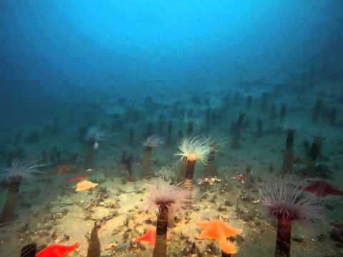 Deep Sea 3D (2006) [Trailer oficial]