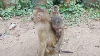 cute baby monkey #monkeyvideo #monkey #monney monkey