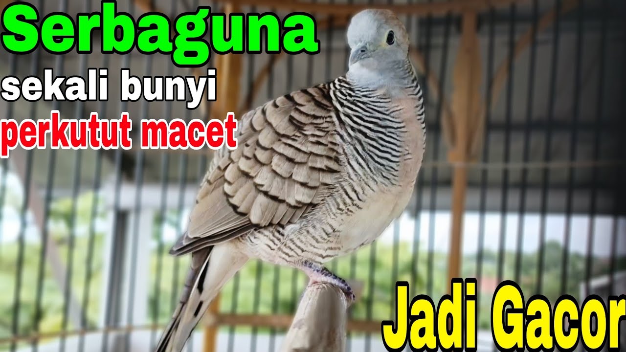 PERKUTUT LOKAL GACOR SUARA BESAR SAUTAN RAJA PERKUTUT PALING DISUKAI 