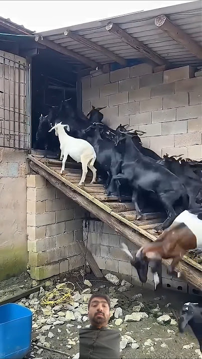 Goats farm house | goats viral short video 😍| Farms house| #goat #farming #farmhouse #shorts#2025