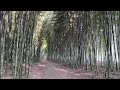 Princess Kaguya walking Path/Kiso River Bamboo Grove