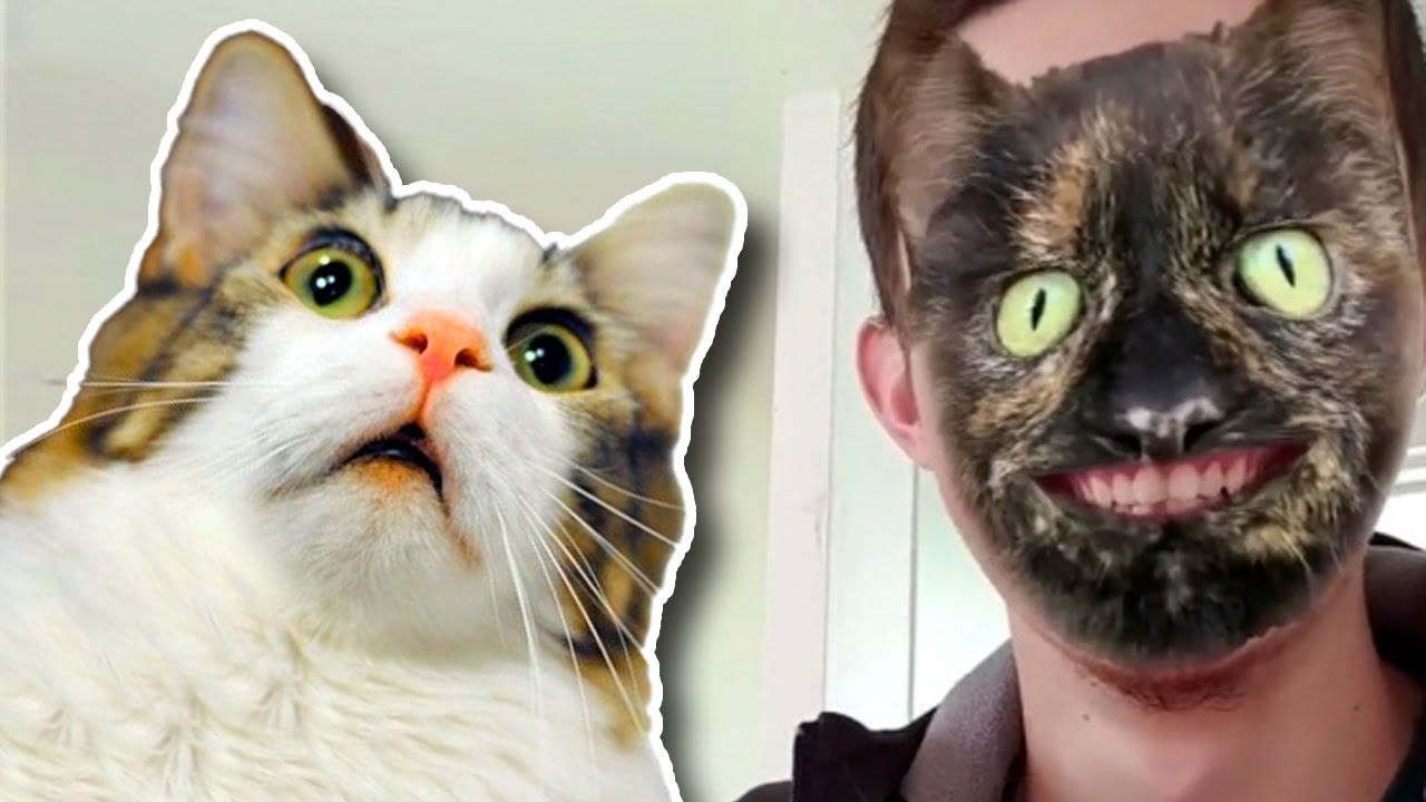 Cats reacting to a cat filter : r/funny