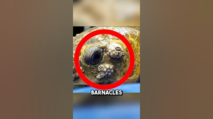 This massive SEA turtle was infested with barnacles 😱 #shorts #barnacles #seaturtles