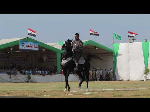 رقص الخيل العربى الاصيل على الطبل والمزمار