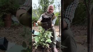 Planting a container grown rose in the ground #gardenerben