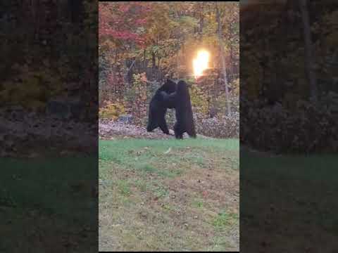 Backyard Bear Fight (Part 1)