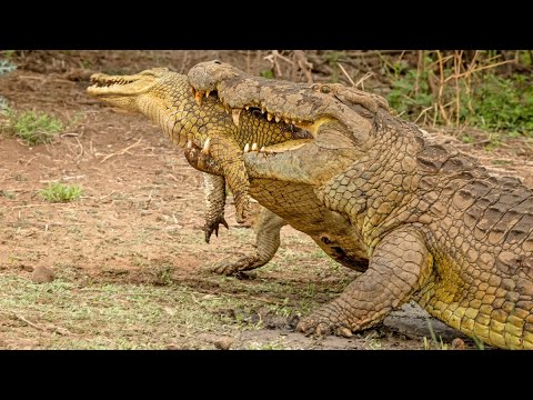 Crocodile Fights and Eats Crocodile