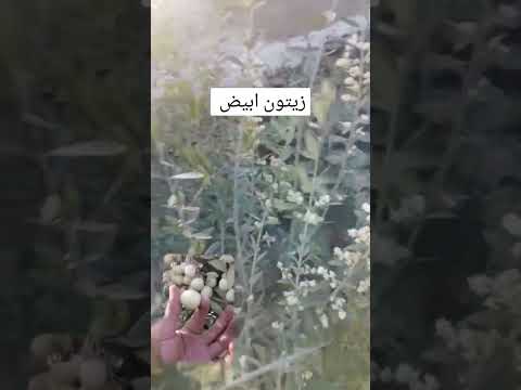 أغرب زيتون ابيض في العالم في العراق دهوك