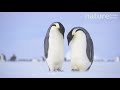 Emperor penguin pair standing facing each other female lifts her brood pouch atka bay antarctica