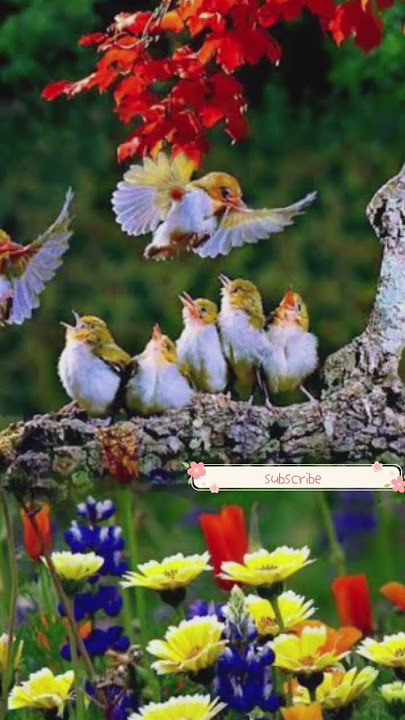 Bird 🐦🐦🐦 Sound #ringtone #shorts