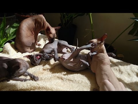 sphynx-cat-mommy-chalisa-&-super-lovely-❣️-baby-kittens-playing-|-don-sphynx