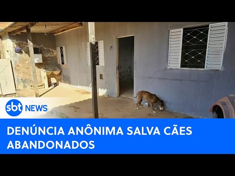 Video denuncia-anonima-ajuda-a-salvar-a-vida-de-caes-abandonados-sbt-newsna-tv-20-05-24
