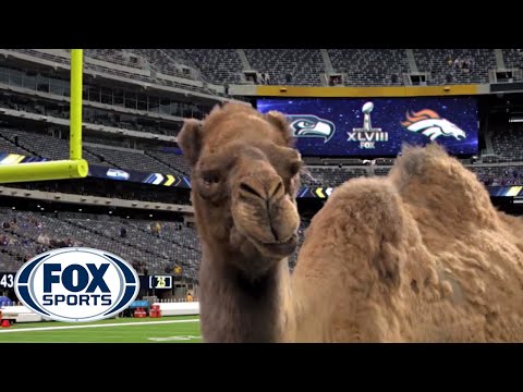 Geico Camel is