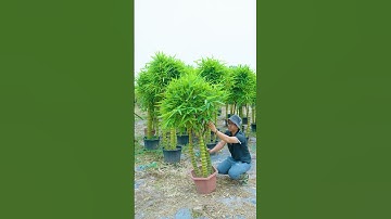 Trúc quan âm loại đẹp trang trí sân vườn phong thuỷ tốt 0966.088.938