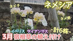 まったり Happy Garden Life Youtube