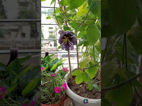 ভিডিও: Passionflower ভোজ্য, বা Passionflower ভোজ্য