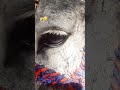 #Funny Donkey Video 😂 | Amazing Village Life Pakistan #pakarmyzindabad #fypviralfyp #shortsviral