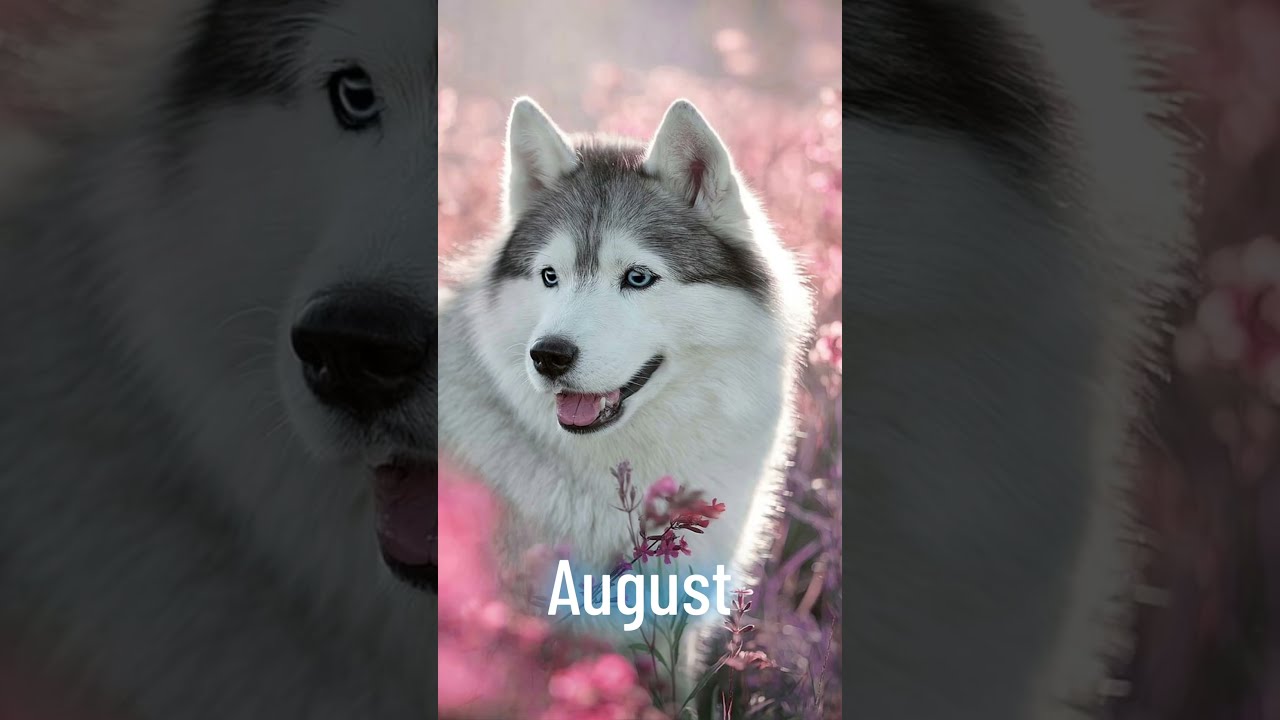 Your Birth Month Husky
