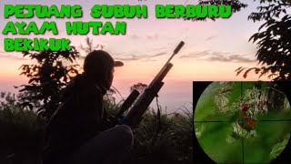 BERBURU AYAM HUTAN BEKIKUK || Momen badan shot