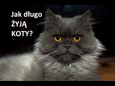 Wideo: Cysticercosis (Fox Tasiemiec) u psów: objawy, przyczyny i diagnoza