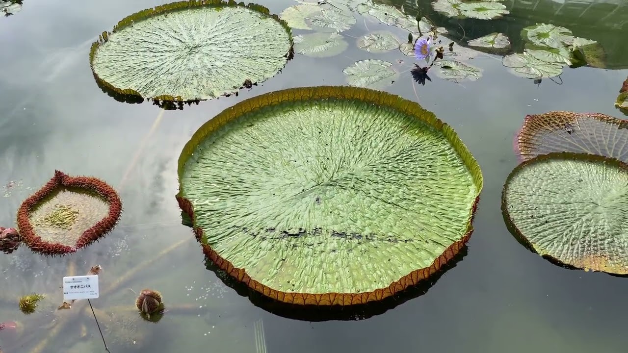 オオオニバスの苗 1苗 オオオニバス属 | 大阪の植物園-咲くやこの花館－