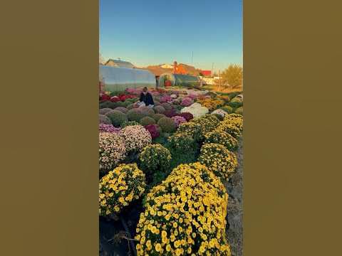 #хризантемамультифлора #хризантема #хризантемы #многолетники # ...