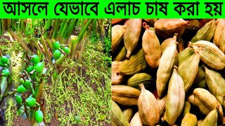 এত সস্তায় আবাদ হওয়ার সত্তেও এগুলো মার্কেটে প্রচুর দামে বিক্রি হয় কেন।Cardamom Farming Process