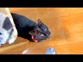珍しく黒猫が何か訴えてきたので。。