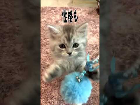 【長足マンチカン子猫】直ぐぽっこりお腹を出しちゃう子猫