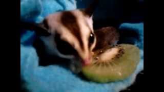 Sugar glider eating a kiwii