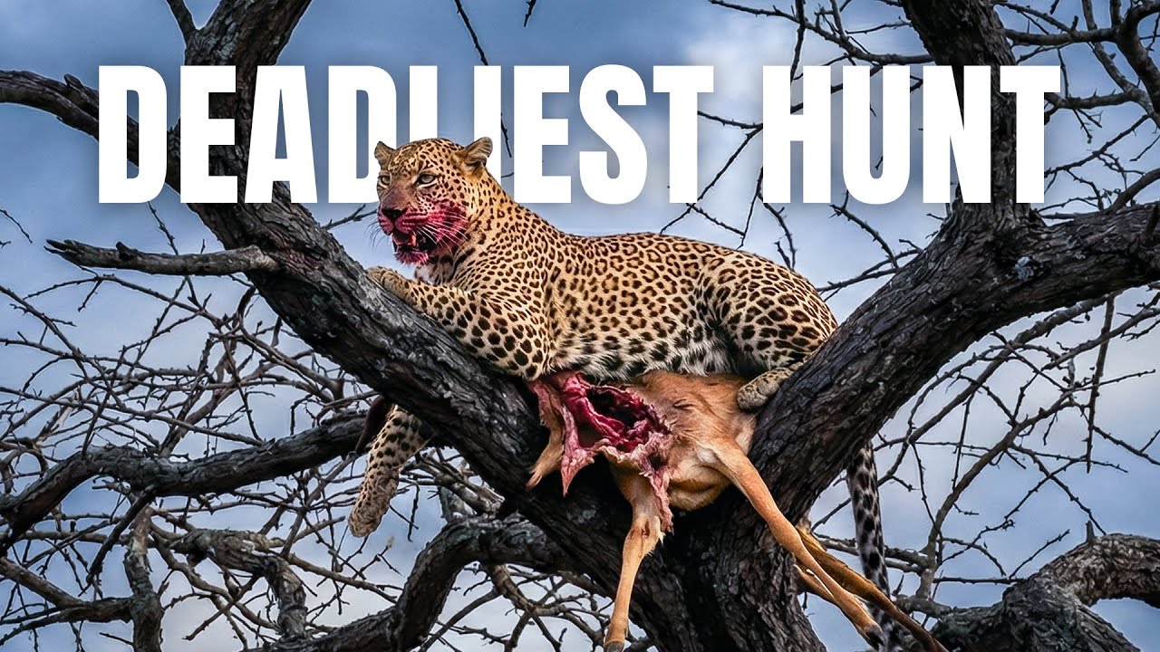 Ghost of Maasai Mara: Leopard hunt on tree!!! Vulture & Deer