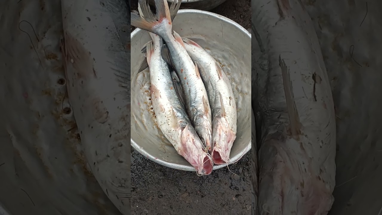 So sweet beautiful big  fish cutting ! I like it very much. How do you like it