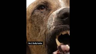 Top 5 Insane Dog Breed Who Tough Competitor for Tibetan Mastiff!!!