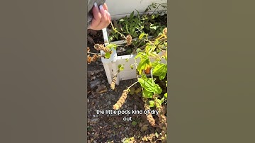 how to harvest basil seeds  #gardeningfromgroceries