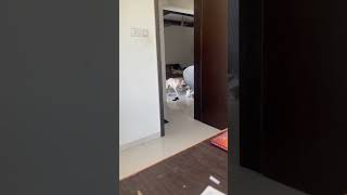 Shihtzu and Labrador Playing #shorts #dog #funny #trending